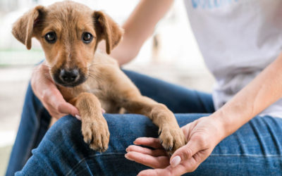 Aspectos legales de la custodia de mascotas en un divorcio