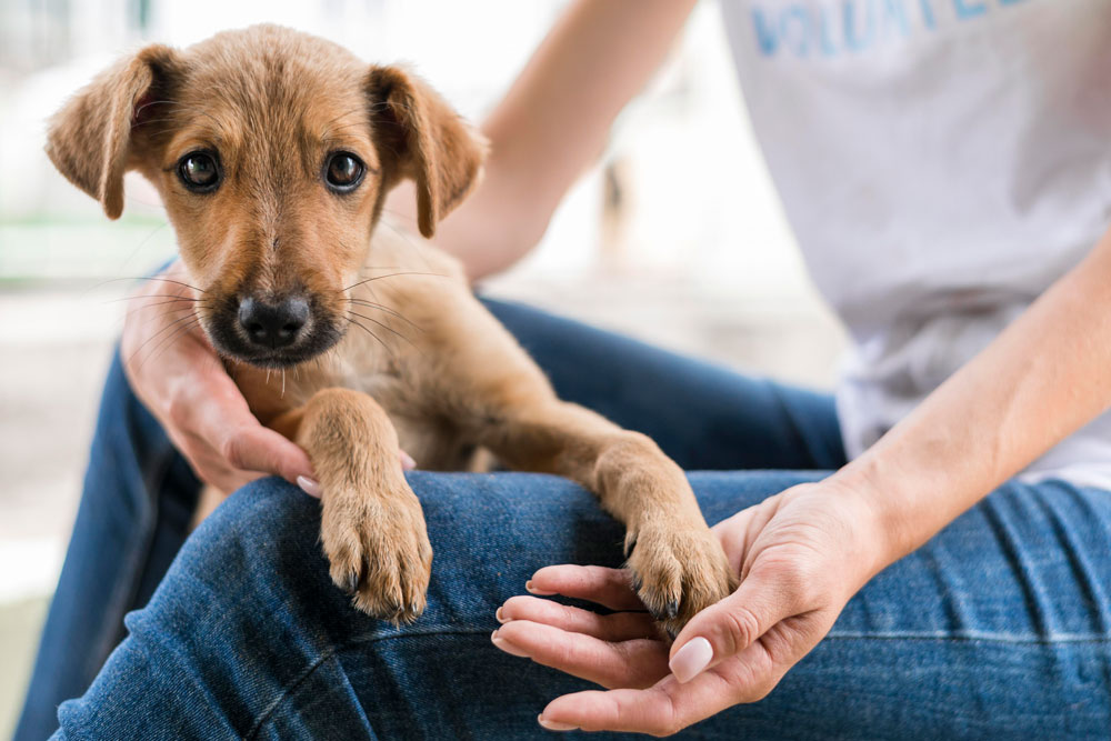 custodia-mascotas Custodia de mascotas en un divorcio